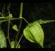 Physalis cordata