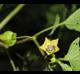 Physalis cordata