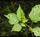 Physalis cordata