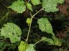 Physalis cordata