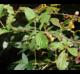 Rubus argutus