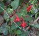 Salvia coccinea