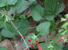 Salvia coccinea