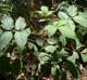 Sambucus canadensis