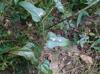 Smilax bona-nox