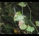 Smilax rotundifolia