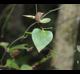 Smilax rotundifolia