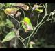 Smilax rotundifolia