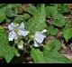 Solanum carolinense