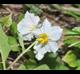 Solanum carolinense