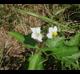 Solanum carolinense