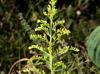 Solidago altissima