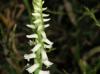 Spiranthes odorata