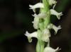 Spiranthes odorata