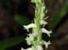 Spiranthes odorata