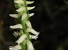 Spiranthes odorata