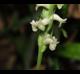 Spiranthes odorata