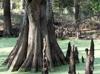 Taxodium distichum