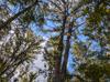 Taxodium distichum