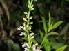 Teucrium canadense