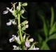 Teucrium canadense