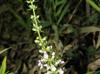 Teucrium canadense