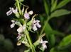 Teucrium canadense