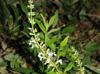 Teucrium canadense