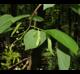 Tilia americana