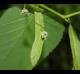 Tilia americana