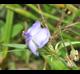 Tradescantia occidentalis