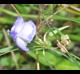 Tradescantia occidentalis