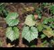 Vitis rotundifolia