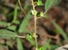 Acalypha rhomboidea