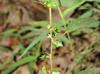 Acalypha rhomboidea