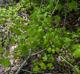 Acer floridanum