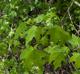 Acer floridanum