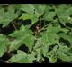 Acer floridanum
