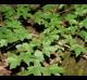 Acer floridanum