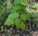 Acer rubrum