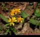 Acmella repens
