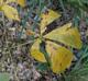 Aesculus pavia