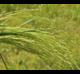 Agrostis hyemalis