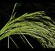 Agrostis hyemalis
