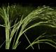 Agrostis hyemalis