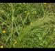 Agrostis hyemalis