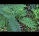 Albizia julibrissin