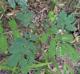 Albizia julibrissin