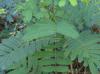 Albizia julibrissin