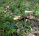 Allium canadense-var-canadense